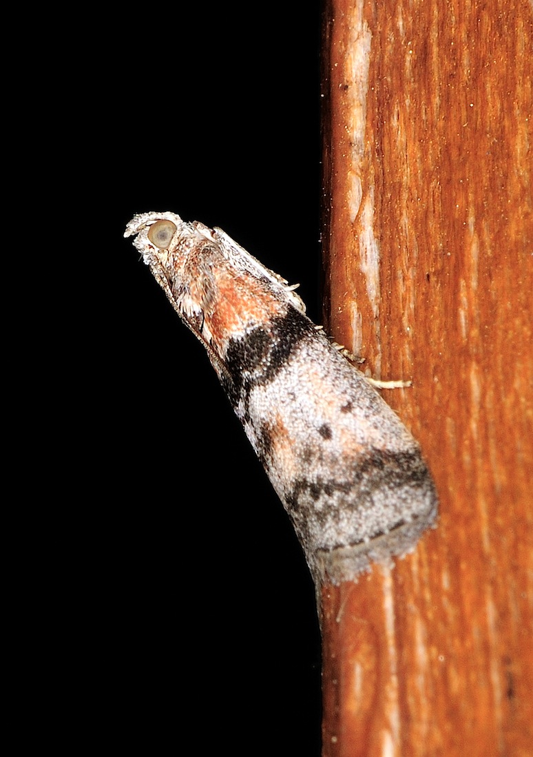 Conobathra repandana?